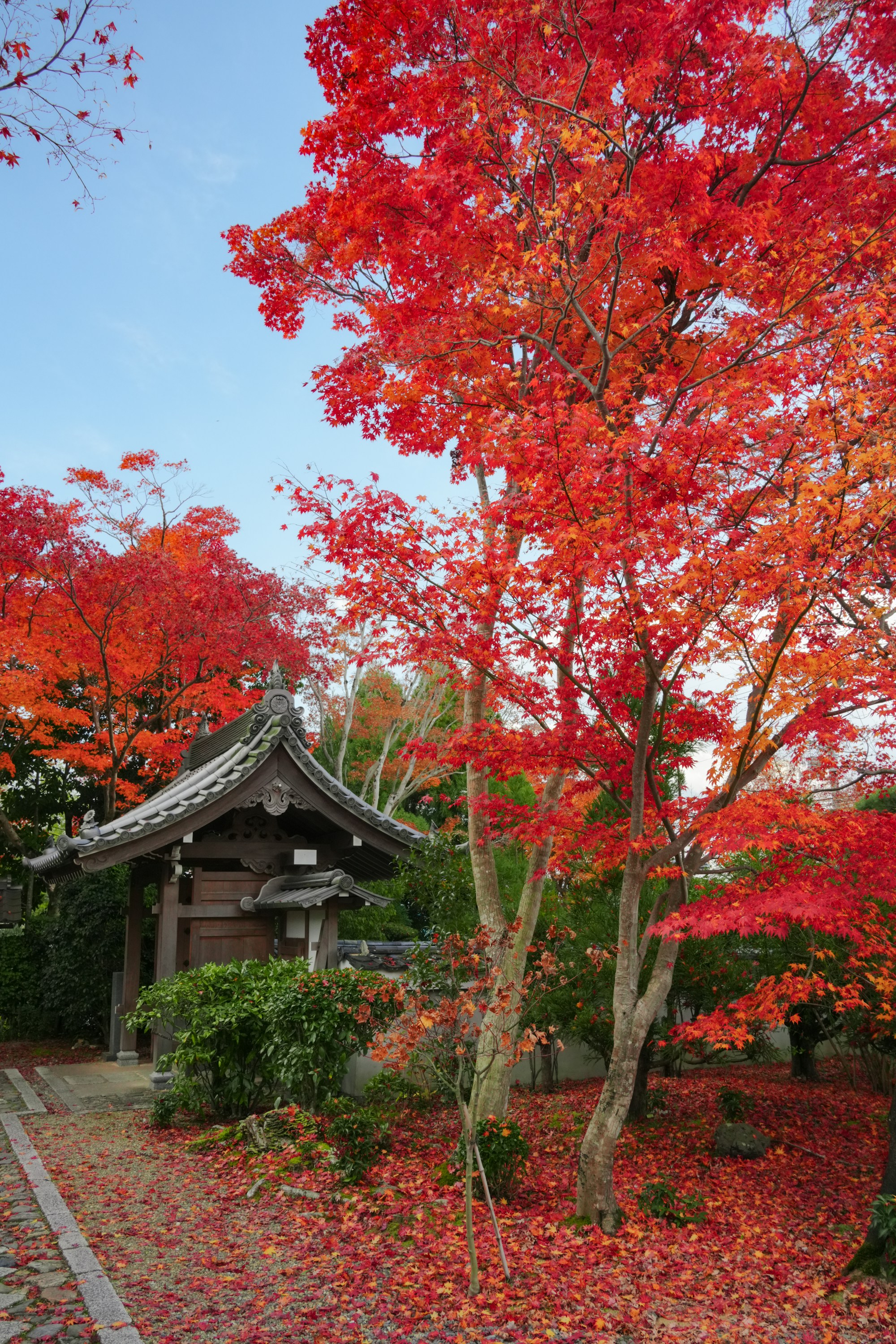 Red maple leaves around a temple gate in Kyoto